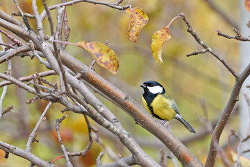 A tit sits on an autumn branch of an Apple tree