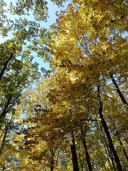 autumn in the forest