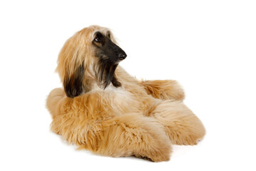 Red haired Afghan Greyhound dog isolated on white background
