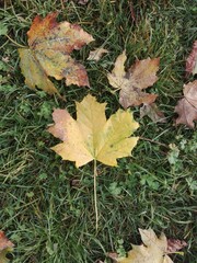 autumn leaves