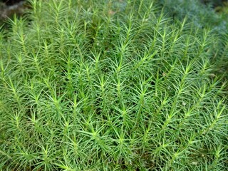 green grass background