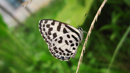 Obraz premium Black and white butterfly on grass
