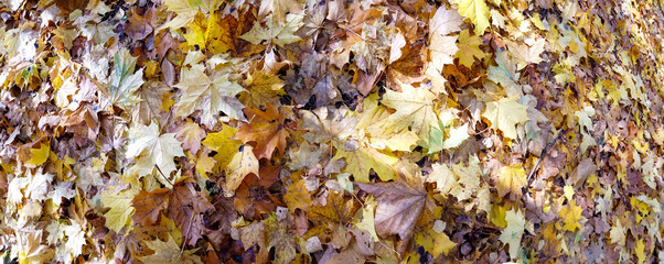 Fallen yellow leaves on the ground