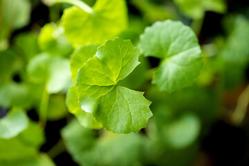 Fototapeta na wymiar Gotu kola green leaves on a natural background.