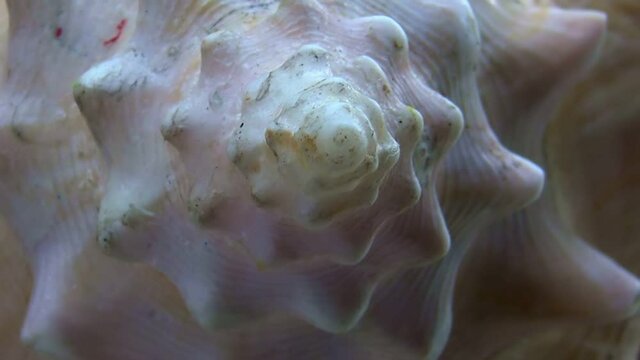 Conch Shell Fibronacci spiral point, rotating dolly shot. 