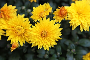 한국 인천시 부평구 부평문화의거리꽃축제입니다