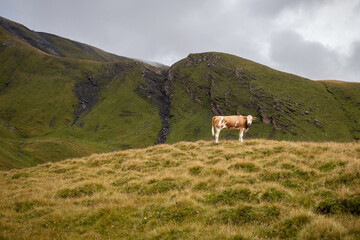 Fototapeta na wymiar Brown and white cow standing on a hill near First, Switzerland on a foggy summer day. 