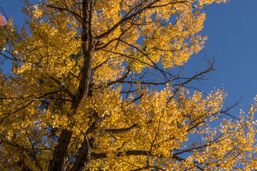 Cle Elum River - Cottonwoods along the Cle Elum River, Washington.