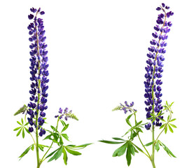 Two lupine inflorescences isolated on white. Dark blue spring flower