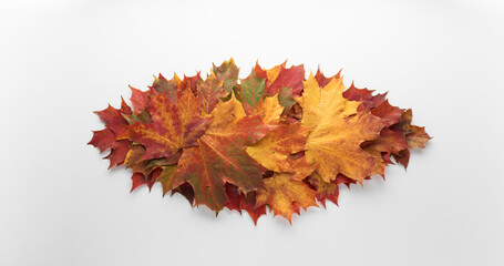 Heap pile of beautiful colored autumn maple leaves isolated on white background. Autumn, fall, thanksgiving day, nature concept. Flat lay, top view, copy space..