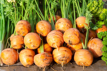 Harvest round carrots on a table in a sunny autumn garden. Farming season