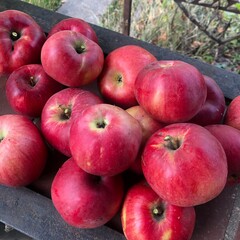 red apples in the garden