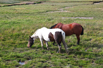 Naklejka na ściany i meble Horses on Lago argentino in El Calafate, Patagonia, Argentina