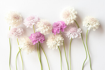 Group of white purple and pink scabiosa flowers on a white background. Beautiful floral background,...