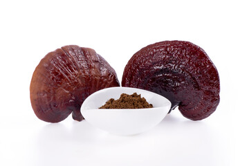 Lingzhi mushroom on a white background.