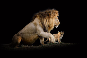 Lion isolated on black background