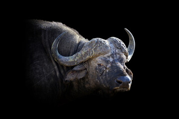 Buffalo isolated on black background