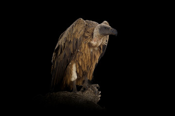 Griffon vulture isolated on black background