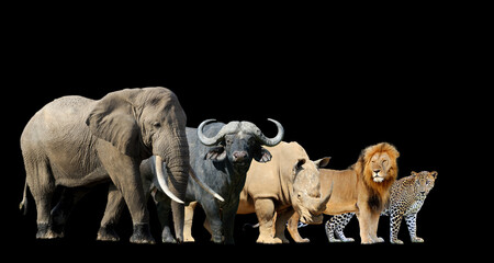Big african five isolated on black background