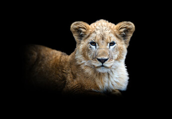 Naklejka na ściany i meble Lion cub isolated on black background