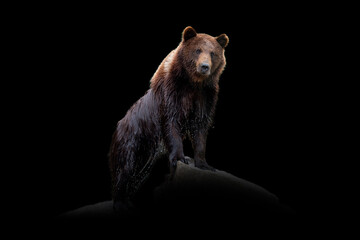 Bear isolated on black background