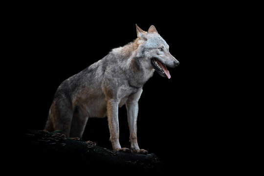 Wolf Isolated On Black Background