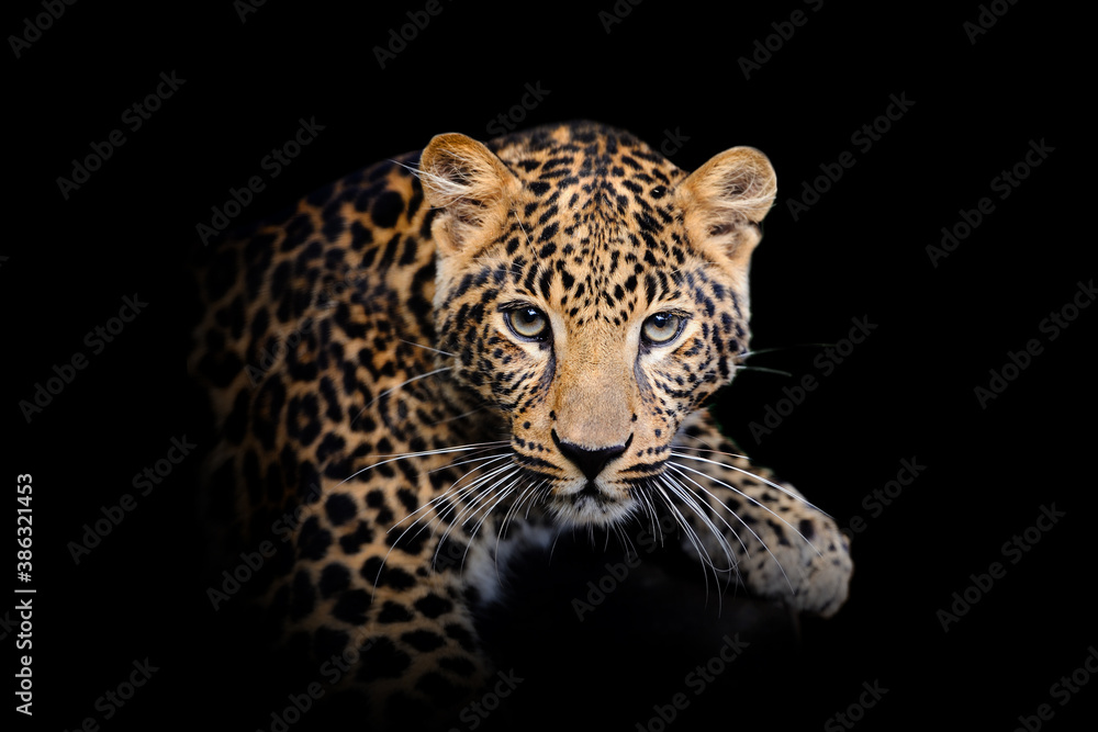 Canvas Prints leopard isolated on black background