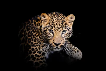 Gartenposter Leopard isoliert auf schwarzem Hintergrund © byrdyak