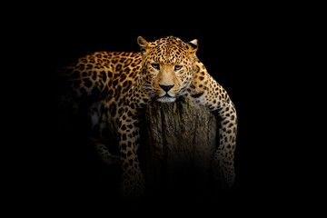 Fototapeta na wymiar Leopard isolated on black background