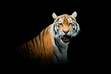 Fototapeta na wymiar Tiger isolated on black background