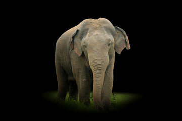Fototapeta na wymiar Elephant isolated on black background