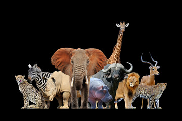 Many african animals isolated on black background