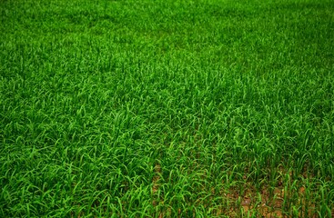 green grass background