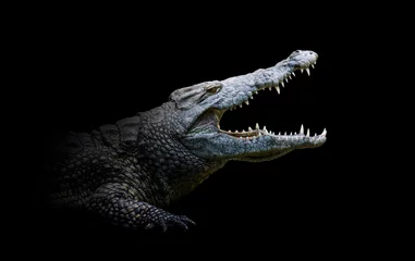 Wandaufkleber Krokodil isoliert auf schwarzem Hintergrund © byrdyak