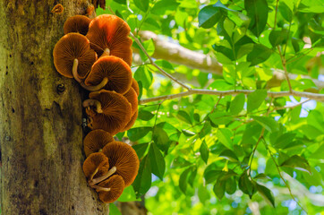 Brown Fungi is Growth on Top of Tree in the Tropical Forest.