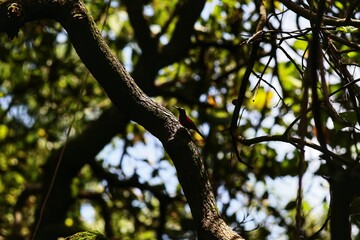 tree in the park