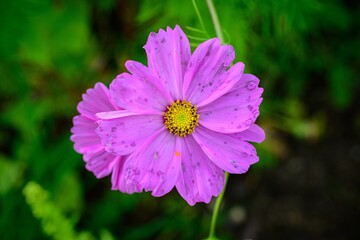 Obraz premium the purple flower gets the last warm rays of the sun during Polish autumn