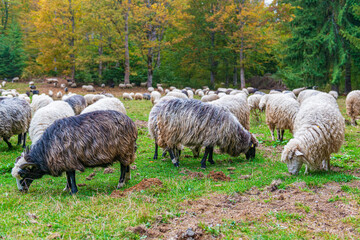 Naklejka premium Herd of sheeps on the sunny autumn meadow.