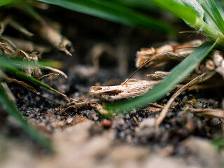 Closeup of the garden bed