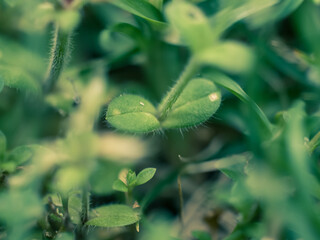 Closeup of green leaves