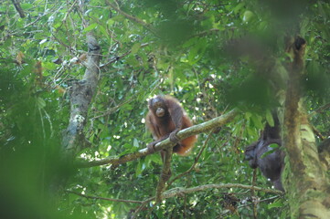 Wild orangutan youngster in natural jungle tropical rainforest in Borneo island, endangered species of mammal