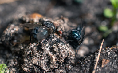 Closeup of a fly