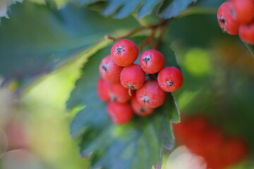 red berries on a branch