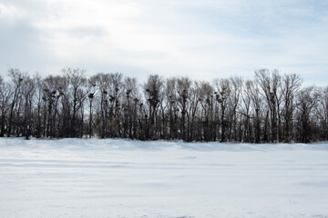 A winter forest without leaves, there are many empty bird nests on the branches, migratory birds leave empty nests