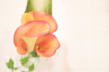 Beautiful pink and orange calla lily with blank space,　カラー花とブランクスペース 