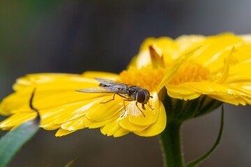 insect on a yellow flower feeds on flower pollen during polish golden autumn