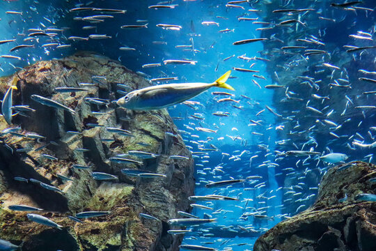 小魚の群れ の画像 23 406 件の Stock 写真 ベクターおよびビデオ Adobe Stock