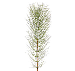 Horsetail plant isolated on white background. Equisetum arvense
