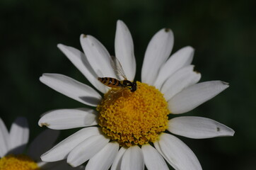 Obraz premium 花とハナアブ