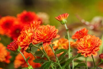 red and yellow daisy flowers